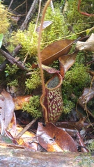 Nepenthes stenophylla