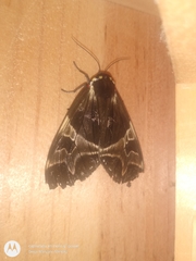Dysschema magdala