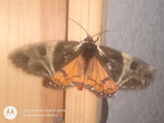 Dysschema magdala