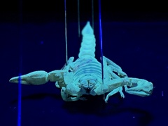 Paruroctonus maritimus