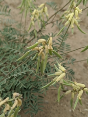 Astragalus collinus