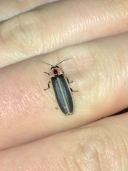 Photinus carolinus