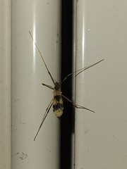 Erioptera venusta