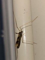 Erioptera venusta