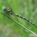 Macrogomphus - Photo (c) Subhajit Roy, algunos derechos reservados (CC BY-NC-ND), subido por Subhajit Roy