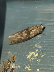 Sciota subcaesiella