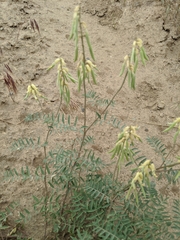 Astragalus collinus