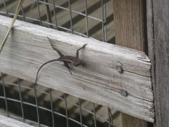 Anolis cristatellus