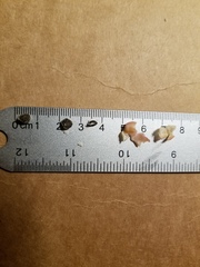 Arctostaphylos hooveri