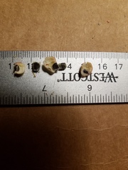 Arctostaphylos hooveri