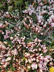 Trifolium nanum