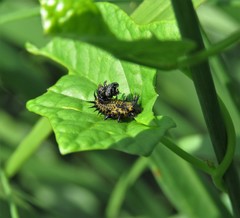 Chelymorpha cassidea