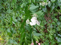 Spiraea formosana