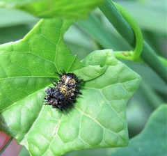 Chelymorpha cassidea