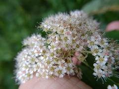 Spiraea formosana