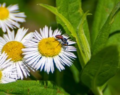 Holcopasites calliopsidis
