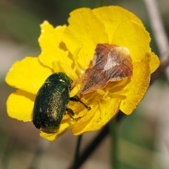 Phymata crassipes