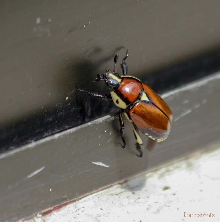 Rutela versicolor