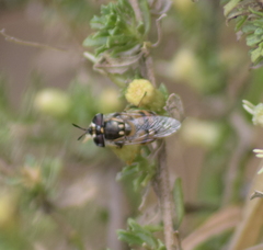 Copestylum marginatum