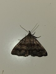 Phalaenostola larentioides