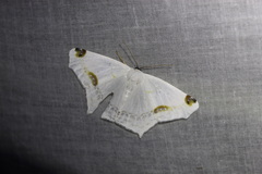 Sericoptera