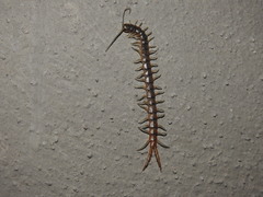 Scolopendra viridis