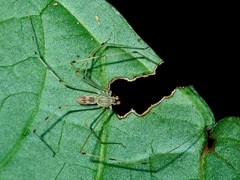 Scytodes pallida