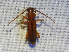 Smodicum cucujiforme