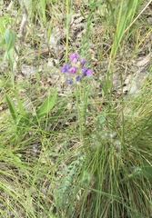 Oxytropis borealis