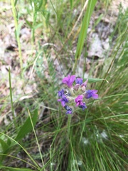 Oxytropis borealis