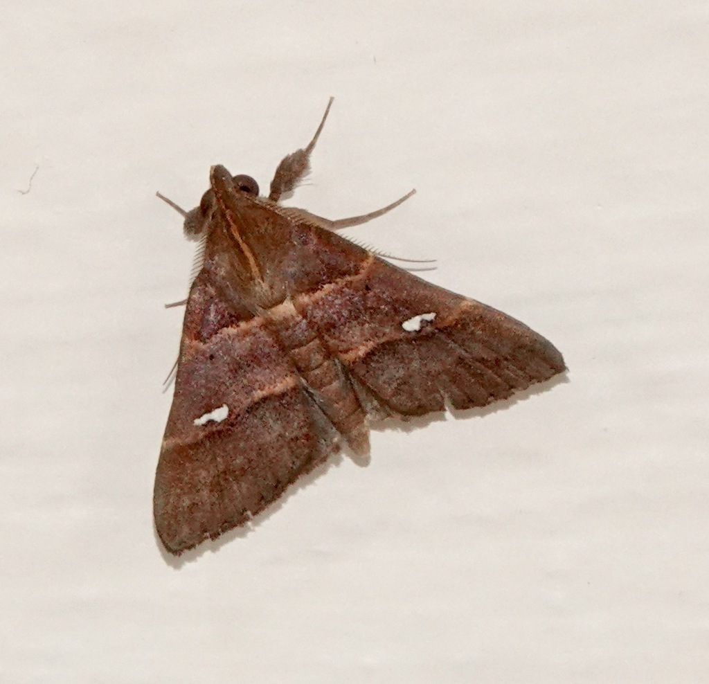 Bertula tespisalis