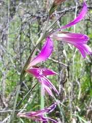 Gladiolus italicus