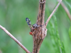 Idana marginata