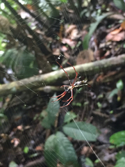 Micrathena schreibersi