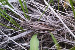 Arcyptera microptera