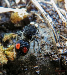 Hoplomutilla maculifrons