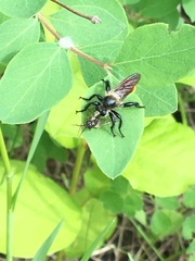 Laphria janus