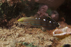 Koumansetta rainfordi