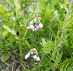 Allium vodopjanovae