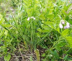 Allium vodopjanovae
