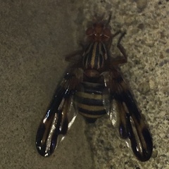 Idana marginata