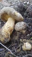 Phylloporus clelandii