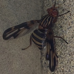 Idana marginata