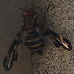 Idana marginata