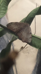 Achrosis rondelaria