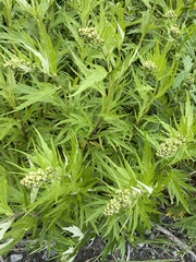 Artemisia tilesii