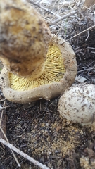 Phylloporus clelandii