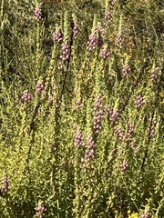 Sairocarpus multiflorus