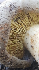 Phylloporus clelandii