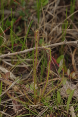 Drosera filiformis